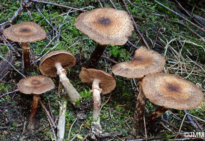 Armillaria ostoyae самый большой гриб в мире фото